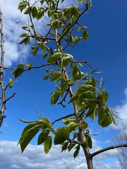 Груша уссурийская