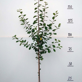 Слива китайская "Скороплодная"