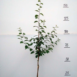 Слива домашняя "Викторина"