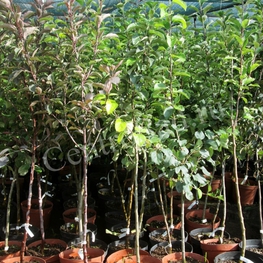 Слива домашняя "Викторина"