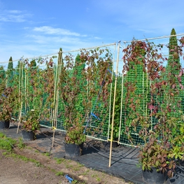 Девичий виноград пятилисточковый Партеноциссус (Parhenocissus)