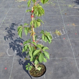 Девичий виноград пятилисточковый Партеноциссус (Parhenocissus)