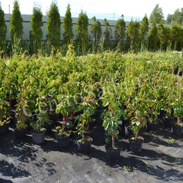 Девичий виноград пятилисточковый Партеноциссус (Parhenocissus)