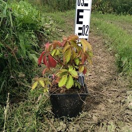 Девичий виноград пятилисточковый Партеноциссус (Parhenocissus)
