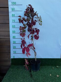 Девичий виноград пятилисточковый Партеноциссус (Parhenocissus)