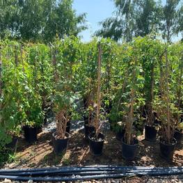 Девичий виноград пятилисточковый Партеноциссус (Parhenocissus)