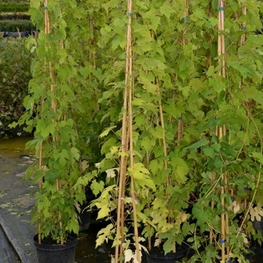 Амурский виноград Витис амуренсис (Vitis amurensis)