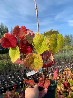 Амурский виноград Витис амуренсис (Vitis amurensis)