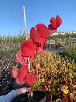 Амурский виноград Витис амуренсис (Vitis amurensis)