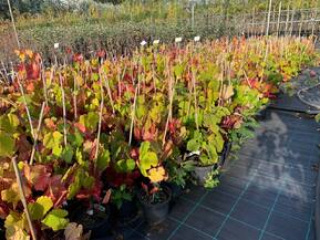 Амурский виноград Витис амуренсис (Vitis amurensis)