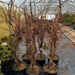 Гортензия черешковая Гидрангея петиоларис (Hydrangea petiolaris)