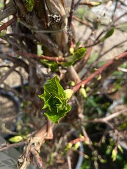 Гортензия черешковая Гидрангея петиоларис (Hydrangea petiolaris)
