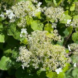 Гортензия черешковая "Hydrangea petiolaris"