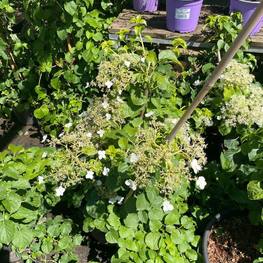 Гортензия черешковая "Hydrangea petiolaris"
