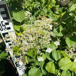 Гортензия черешковая Гидрангея петиоларис (Hydrangea petiolaris)