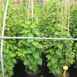 Актинидия Актинидия (Actinidia)