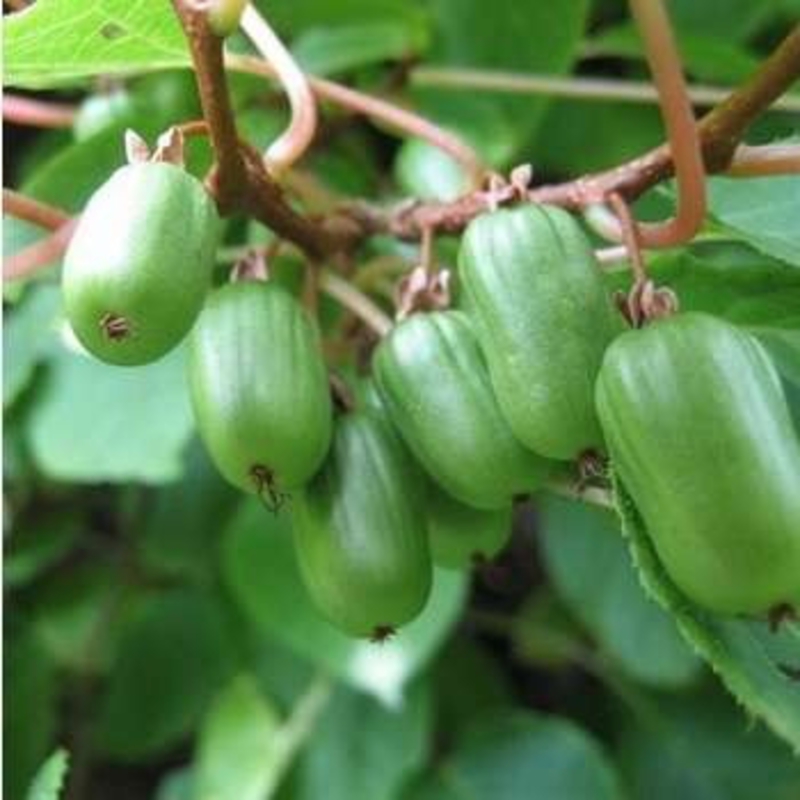 Актинидия аргута Вейки (Weiki)