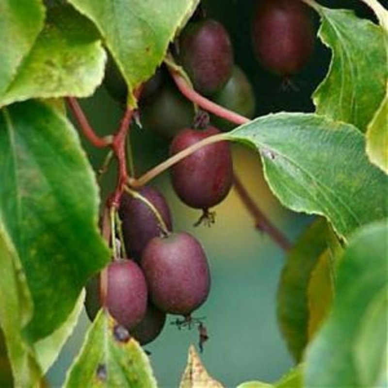 Актинидия аргута Пурпурна Садова (Purpurna Sadowa)