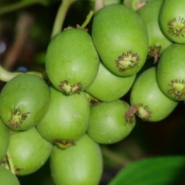 Актинидия коломикта Сентябрьская (Sientabrskaya)