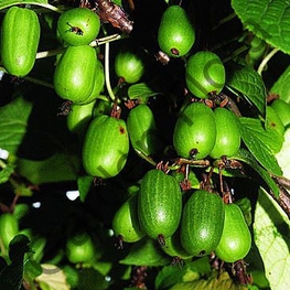 Актинидия коломикта Доктор Шимановски (Dr Szymanowski)