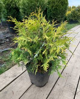 Туя западная Голден Глоб (Golden Globe)