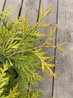 Туя западная Голден Глоб (Golden Globe)