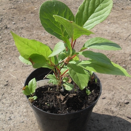 Лимонник китайский (Schizandra chinensis) декоративная лиана