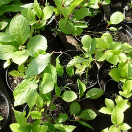 Лимонник китайский Схизандра хиненсис (Schizandra chinensis) декоративная лиана