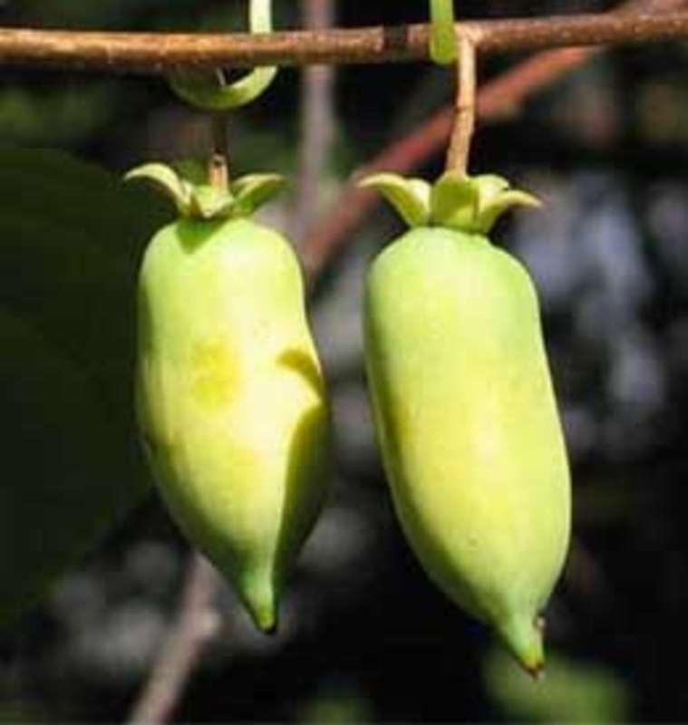 Актинидия полигама Полигама (Polygama)