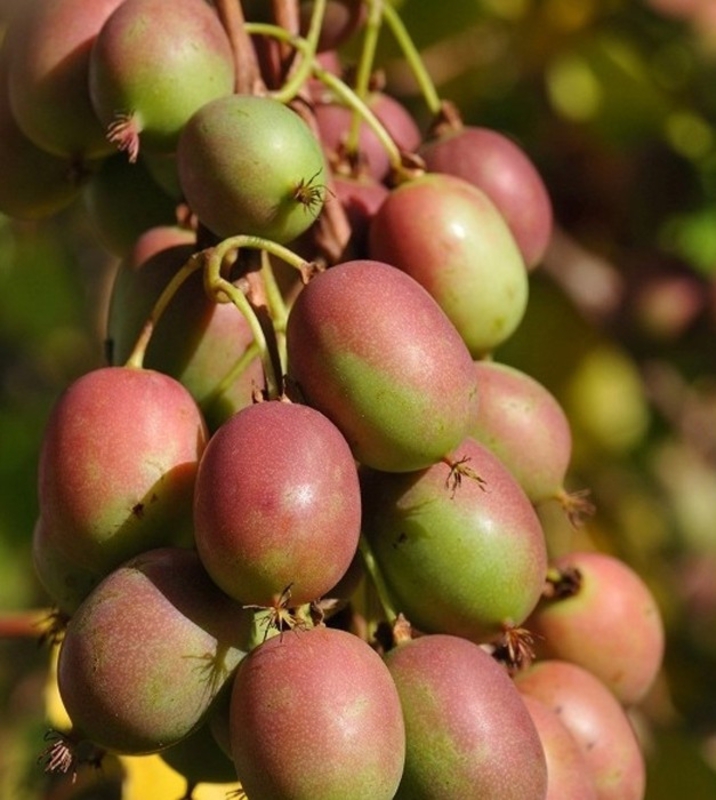 Актинидия аргута Ананасная (Ananasnaya)