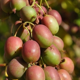 Актинидия аргута Ананасная (Ananasnaya)