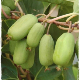 Актинидии аргута Кокува (Kokuwa)