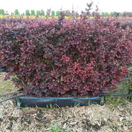 Блок живой изгороди Барбарис оттавский Суперба (Superba)