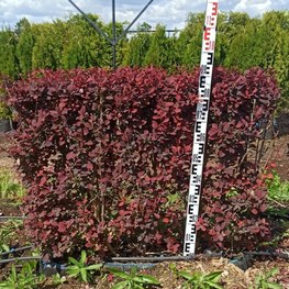 Блок живой изгороди Барбарис оттавский Суперба (Superba)