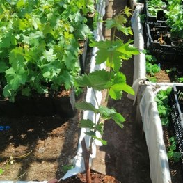 Виноград плодовый