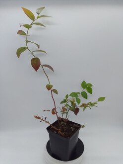 Голубика высокая Блюкроп (Bluecrop)