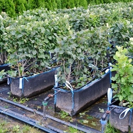 Блок живой изгороди Боярышник однопестичный Кратегус моногина (Craetegus monogyna)