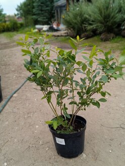 Голубика высокая "Дюк"