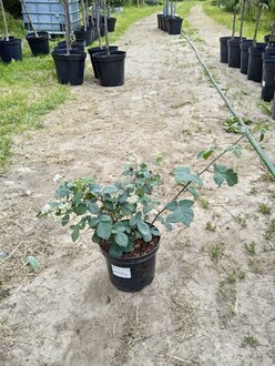 Ежевика Торнфри (Thornfree)