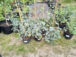 Ежевика Торнфри (Thornfree)