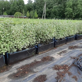 Блок живой изгороди Дерен белый Элегантиссима (Elegantissima)