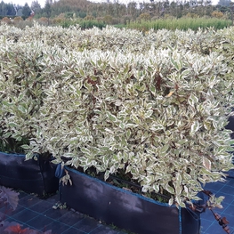 Блок живой изгороди Дерен белый Элегантиссима (Elegantissima)