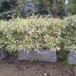 Блок живой изгороди Дерен белый Элегантиссима (Elegantissima)