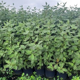 Блок живой изгороди Дерен белый Элегантиссима (Elegantissima)