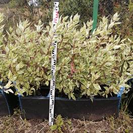 Блок живой изгороди Дерен белый Элегантиссима (Elegantissima)