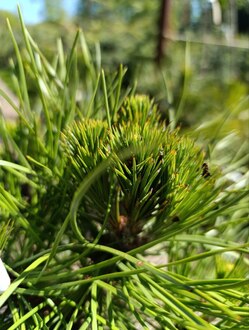 Сосна черная Спилберг (Spielberg)