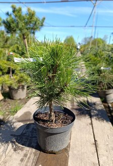 Сосна черная Спилберг (Spielberg)