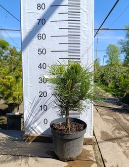 Сосна черная Спилберг (Spielberg)