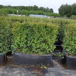 Блок живой изгороди Кизильник блестящий Котонеастер люцидус (Cotoneaster lucidus)