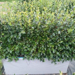 Блок живой изгороди Кизильник блестящий Котонеастер люцидус (Cotoneaster lucidus)